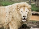 V Zoo Dvorec chovají pár bílých lv.