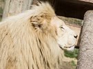 V Zoo Dvorec chovají pár bílých lv.