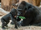 Skupina goril nížinných je i se třemi mláďaty ve stávajícím pavilonu spokojená,...