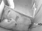 Fotografie z porodu lvíete poízená z kamerového videozáznamu. (12. záí 2016)