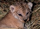 V zoologické zahrad v Plzni se narodilo lvíe. S krmením pomáhají matce Tamice...