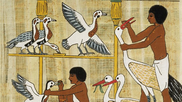 Husice nilsk byla ve starovkm Egypt domestikovna a chovna jako hlda a domc spolenk. Na snmku papyrus z doby 5. dynastie.