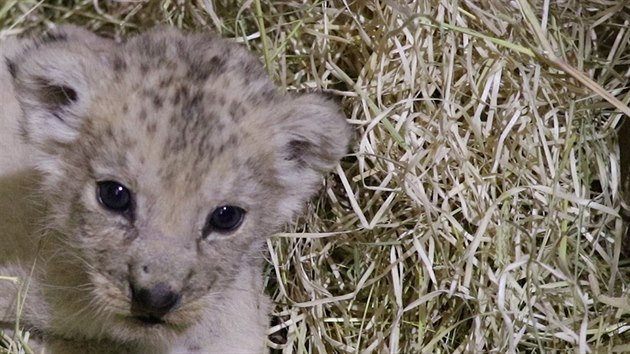 V Zoo Plze poprvé natoili malou lví samiku.