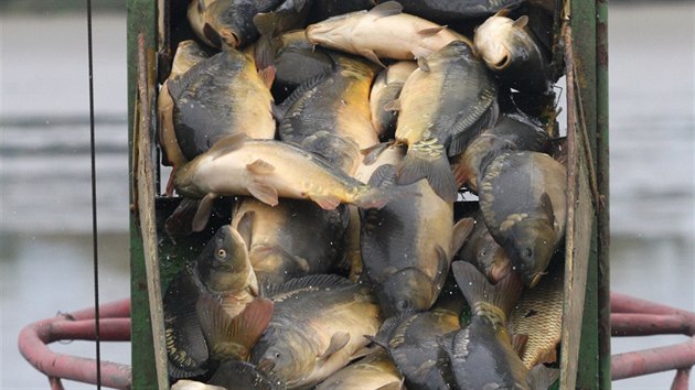 umvaldsk rybnk vydal pi vlovu zhruba 85 tun ryb, akce pilkala o vkendu zstupy zvdavc i zjemc o erstv vyloven ryby.