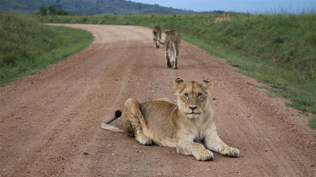 Mladí lvi jen čtyři metry od auta.