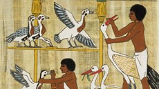 Husice nilská byla ve starovkém Egypt domestikována a chována jako hlída a...