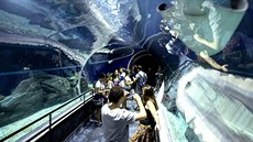 V brazilském Riu se v listopadu otevře AquaRio - největší akvárium v Jižní...