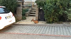 Nemocné mlád� srny pobývalo p�ed rodinným domem v brn�nských Jehnicích sedm...