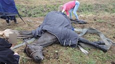 Kůň ve Skaličce na Hradecku spadl do potoka. Vytáhnout ho museli hasiči...