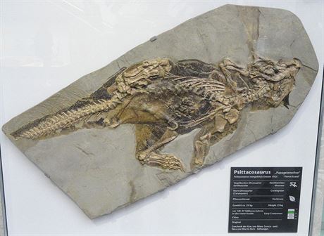Exemplá ínského psitakosaura v Senckenbergov pírodovdném muzeu ve...