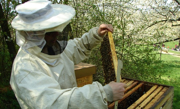 Včelař (ilustrační snímek)