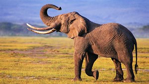 Sloni oplakávají mrtvé a dokonce umí i mluvit