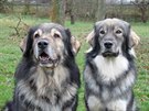 Viditelné vzhledové rozdíly mezi psem (vlevo) a fenou kraáka.