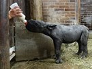 Mlád nosoroce ve dvorské zoo musejí oetovatelé krmit z lahve.