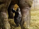 Samika nosoroce ve dvorské zoo je píli malá a nedosáhne na struky matky.