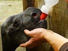 Mlád nosoroce ve dvorské zoo musejí oetovatelé krmit z lahve.