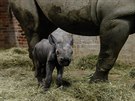 Samika nosoroce ve dvorsk zoo je pli mal a nedoshne na struky matky.