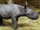 Tetí letoní mlád nosoroce ve dvorské zoo je samika.