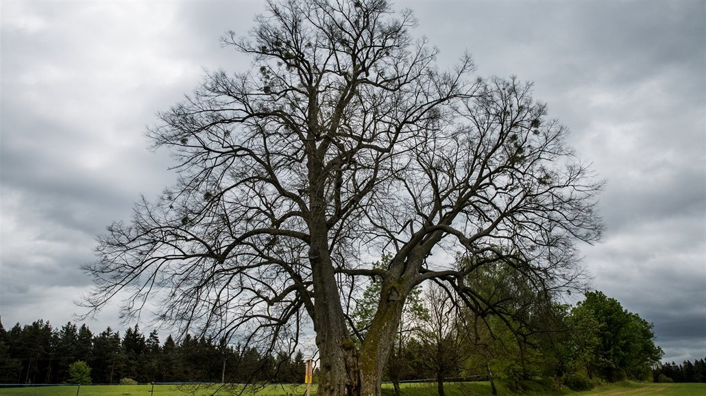 Letošním premiantem ankety o Strom roku se stala lípa, která roste v Lipce u...