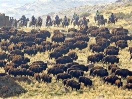 PRÉRIE. Jezdci na koních míí k bizonm bhem kadoroního sehnání stáda v...