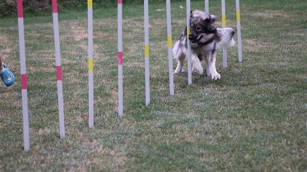 Krask ovk jako sportovec - fenka Lina Silber je jedna z mla krak, kte dlaj zvodn agility.