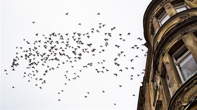 Přemnožení holubi v Hradci Králové
