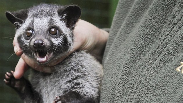 Na zatku ervence se v plzesk zoologick zahrad narodila mlata ovjee skvrnitho. Je to samec a samika. (26. jna 2016)