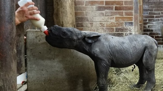 Mld nosoroce ve dvorsk zoo musej oetovatel krmit z lahve.