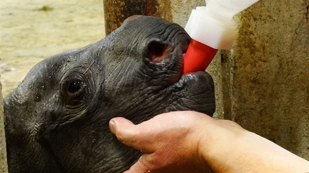 Mládě nosorožce ve dvorské zoo musejí ošetřovatelé krmit z lahve.