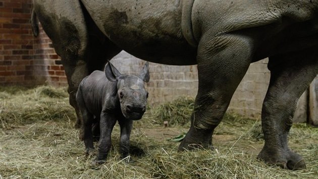 Samička nosorožce ve dvorské zoo je příliš malá a nedosáhne na struky matky.