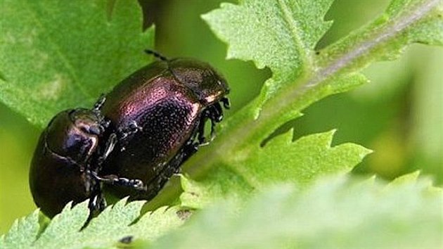 Mandelinka z Podyj. Druh Chrysolina eurina.