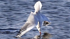 LOV. Racek letí st�emhlav k hladin� Baltského mo�e, aby si ulovil ko�ist.
