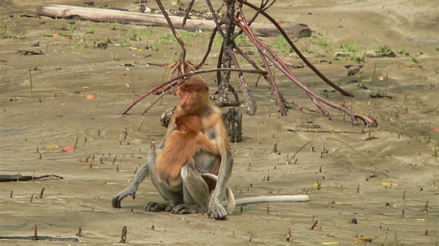 Mangrovov porosty jsou pro kahau nosat jedinm mstem na svt, kde mohou t. Na snmku samice s mldtem. 