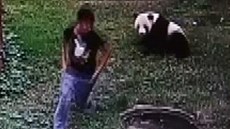 Panda zápasila s muem, který jí vlezl do výbhu