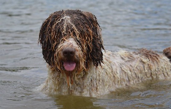 Španělský vodní pes si pobyt ve vodě vskutku užívá.
