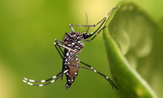Tropický komár Aedes aegypti, který mimo jiné penáí i virus zika.