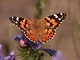 U temelínského infocentra je motýlí louka. Vidt na ní mete i jednoho z...
