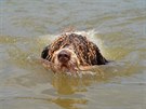 Pro panlského vodního psa je plavání nejmilejí inností.
