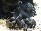 Gorilí samec Richard a jeho plroní syn Ajabu