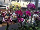 Máme tu orchideje z rzných oblastí od tropických detných prales a po...