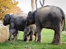 Dv slonice ze rí Lanky jsou nyní pro praskou chovnou sloní skupinu zdravým...