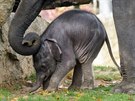 Tém tytýdenní sloní drobek je pod neustálým dohledem mámy Tamary.