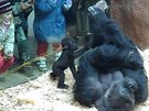 Mláata pitahují dtské návtvníky jako magnet. A v Zoo Praha je od gorilí...
