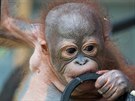 Tém dvouletý (odhadem veterinárního lékae podle zub) orangutaní sameek...