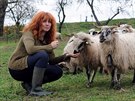 Gabriela itníková se podílí také na záchran chovu valaských ovcí.