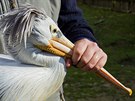 Pracovníci Zoo Dvr Králové odchytávali desítky pelikán ze safari. Pesunuli...