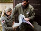 Pracovníci Zoo Dvr Králové odchytávali desítky pelikán ze safari. Pesunuli...