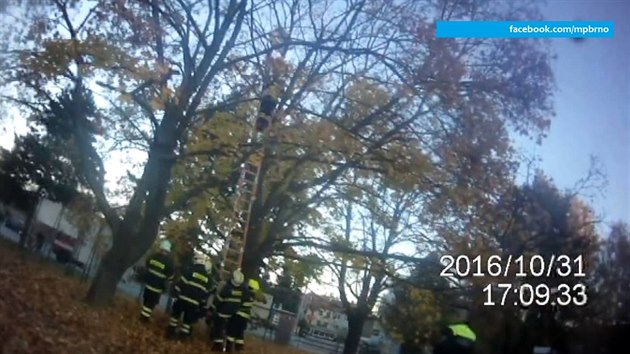 V koruně javoru před studentskými kolejemi v Brně visela lednice. Dolů ji dostali hasiči ve spolupráci se strážníky. (31.10.2016)