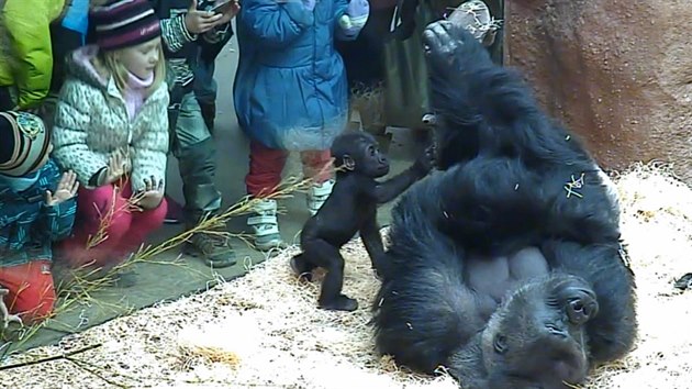 Mlata pitahuj dtsk nvtvnky jako magnet. A v Zoo Praha je od goril rodiny s mlaty dl jen sklo.