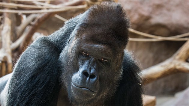 Ve středu 9. listopadu oslaví gorilí samec Richard své 25. narozeniny, návštěvníci pražské zoo jsou zváni na oslavu.